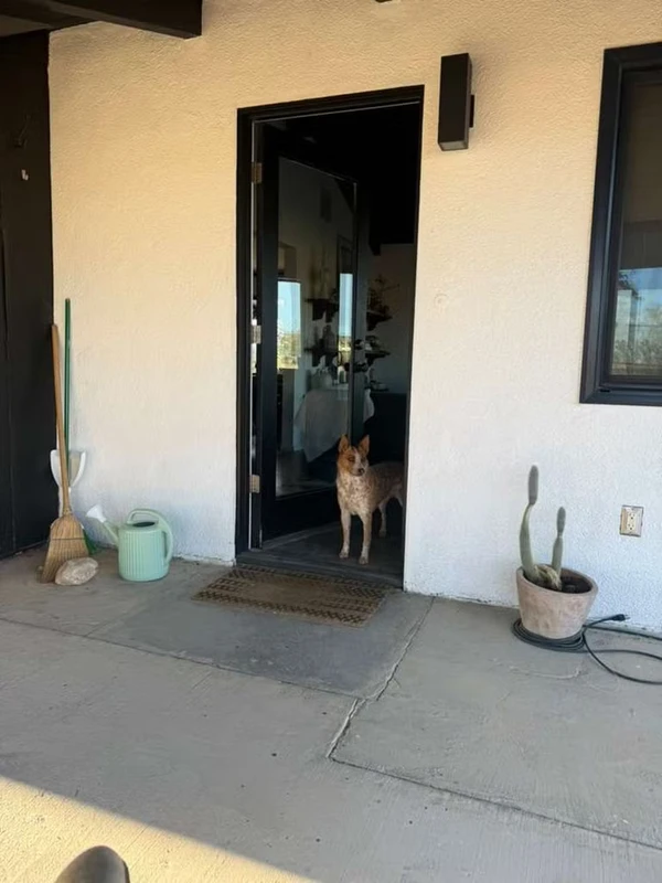 Casa no deserto da Califórnia vira refúgio de descanso de Marco Pigossi e Marco Calvani durante temporada nos EUA por Reprodução/Instagram