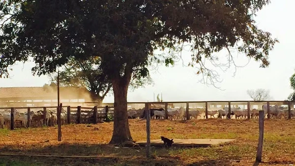 Fazendas de Amado Batista por Reprodução/Redes Sociais 