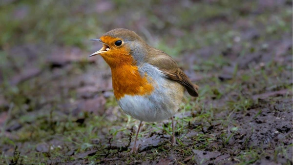 O som que parece comum pode ser um “sinal secreto” da natureza dentro da cidade