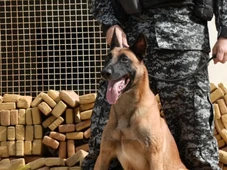 Imagem - Cão que localizou bunker com 48 toneladas de maconha recebe recompensa inusitada