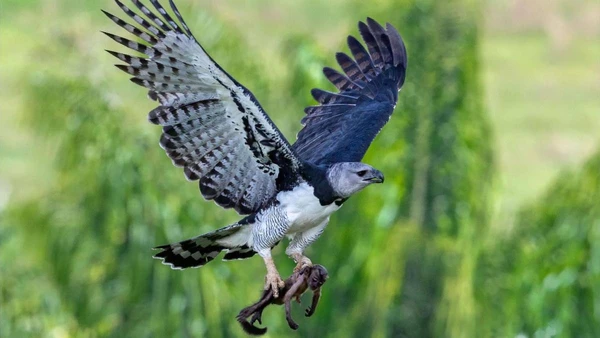A harpia (Harpia harpyja), também chamada de águia-harpia e, no Brasil, de gavião-real, está entre as maiores aves de rapina do mundo.