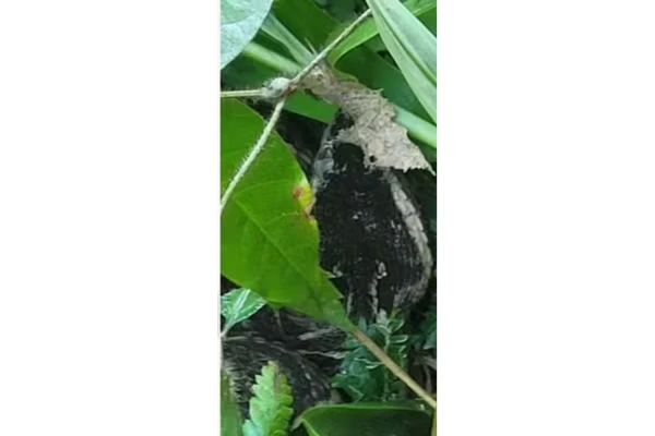 Homem denunciou negligência médica por Reprodução