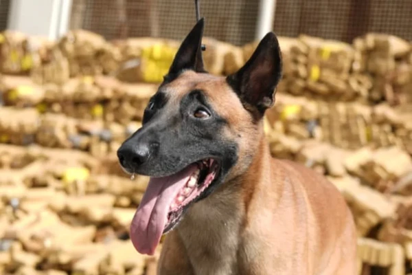 Hulk ajudou na maior apreensão da história por Divulgação/PMRJ