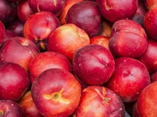 Imagem - Plantar essa fruta sem autorização pode resultar em prisão e multa de R$ 1,8 milhão