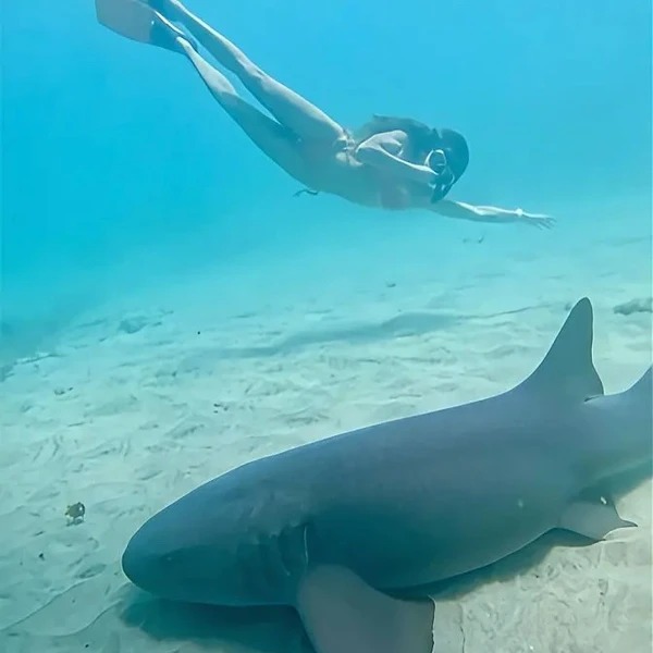 Advogada foi mordida por tubarão e ficou com cicatriz na perna por Reprodução/Redes sociais