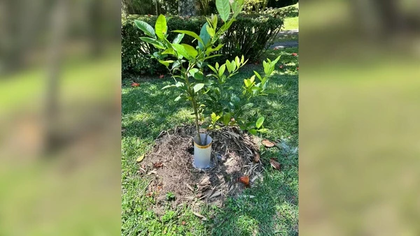 Plantar também está entre as atividades do ator por Reprodução/Redes Sociais 