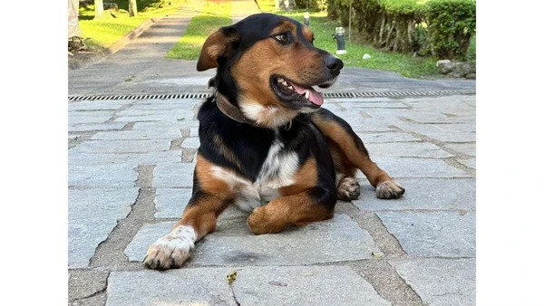 Um dos cachorros de Marcello Novaes por Reprodução/Redes Sociais 