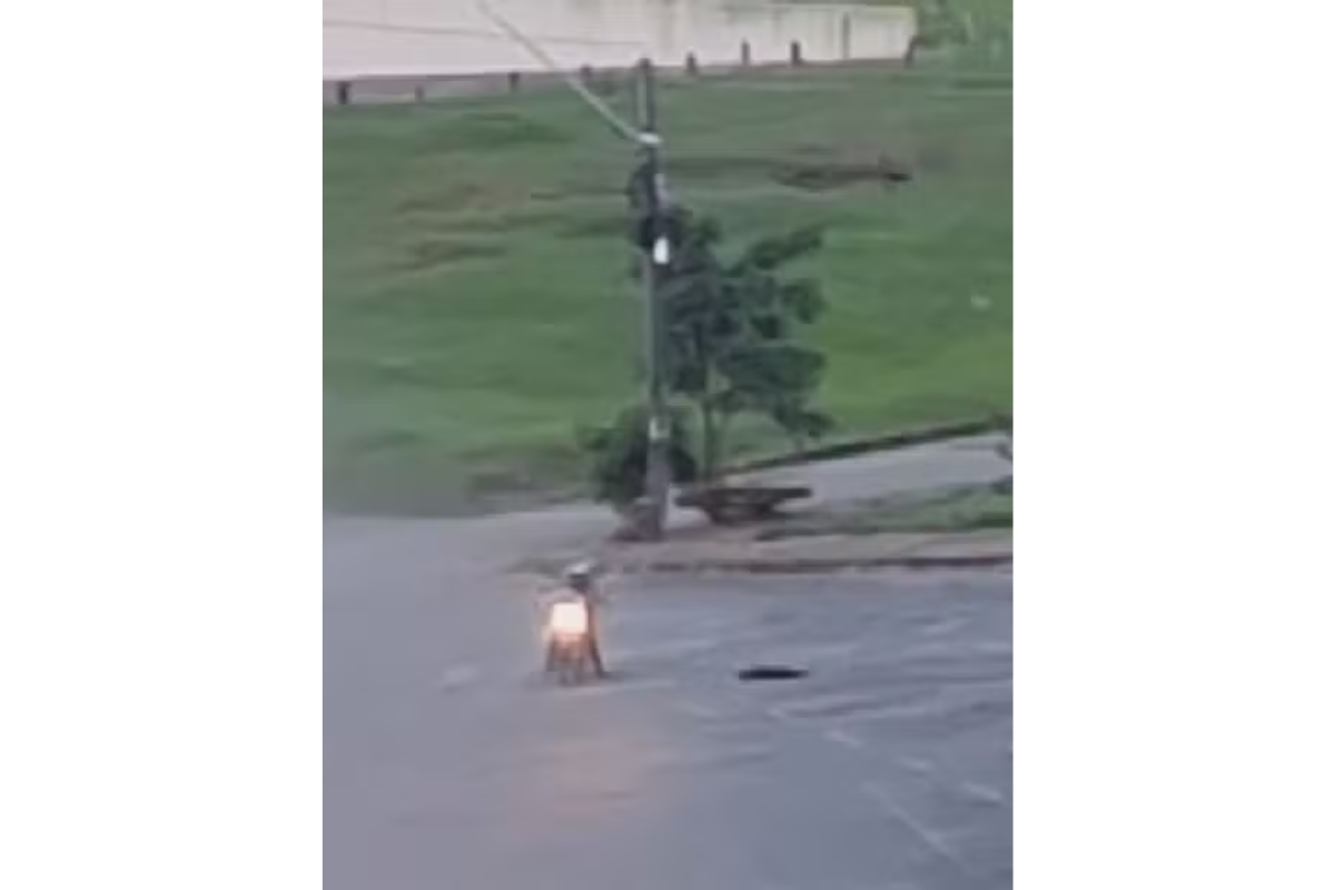 Johny Lucas atirou e matou cachorro por Reprodução