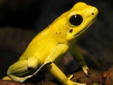 Imagem - A rã que pode matar 10 adultos com um toque tem apenas 5 cm e está entre os animais mais venenosos do mundo