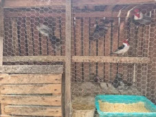 Imagem - Mais de 100 aves silvestres são resgatadas de cativeiros na Bahia