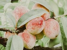 Imagem - As frutas perfeitas que não ficam no Brasil e escondem um mercado milionário que leva o que o país produz de melhor para a Europa