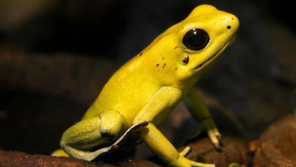 A rã-flecha dourada (Phyllobates terribilis) utiliza sua cor vibrante como um aviso biológico: apesar de medir apenas cinco centímetros, um único exemplar carrega veneno suficiente para matar dez adultos