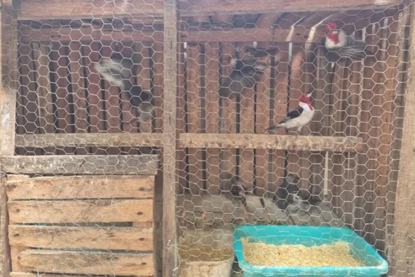 Mais de 100 aves silvestres são resgatadas de cativeiros na Bahia