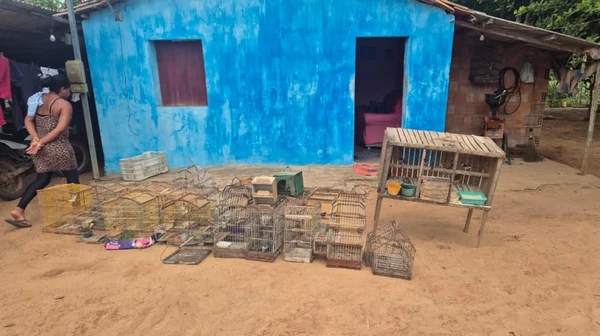Mais de 100 aves silvestres são resgatadas de cativeiros na Bahia por Divulgação