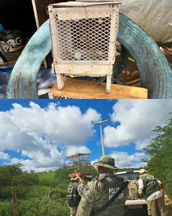 Mais de 100 aves silvestres são resgatadas de cativeiros na Bahia por Divulgação