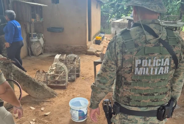 Mais de 100 aves silvestres são resgatadas de cativeiros na Bahia por Divulgação