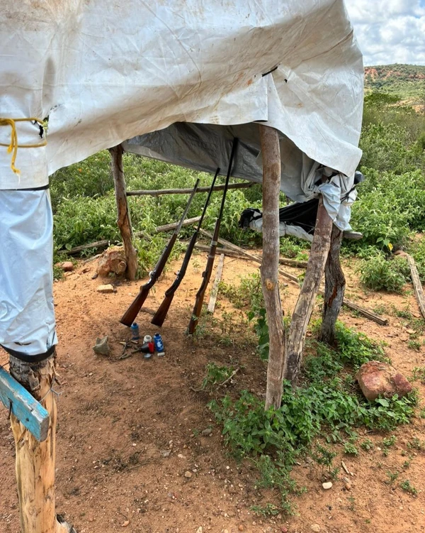 Mais de 100 aves silvestres são resgatadas de cativeiros na Bahia por Divulgação
