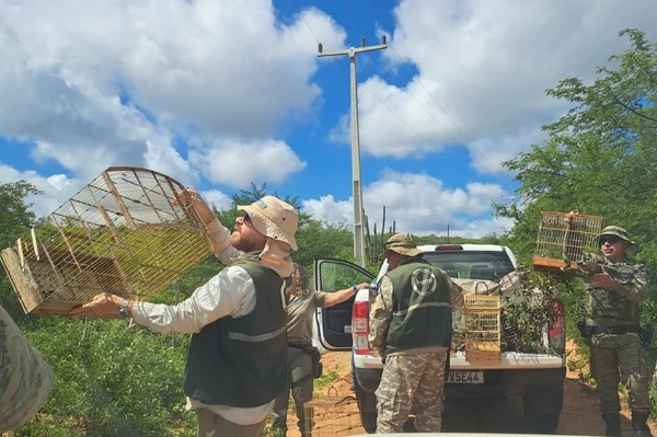 Mais de 100 aves silvestres são resgatadas de cativeiros na Bahia por Divulgação