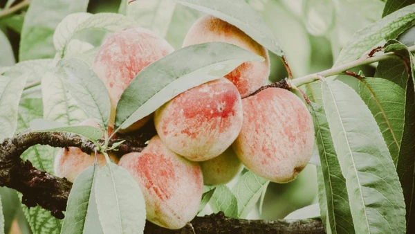 Por trás de frutas valorizadas, existe um mercado pouco visível de mudas, licenças e royalties que começa antes mesmo da colheita
