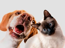 Imagem - Saiba quanto custa e como é feita uma transfusão de sangue para cães e gatos