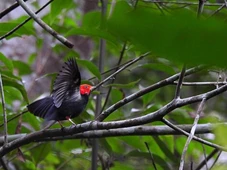 Imagem - O passarinho que só parece fofinho quando dança, mas o que ele faz muda tudo o que acontece na natureza