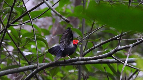 Cada movimento funciona como uma prova que pode definir quem se reproduz — e quem fica para trás.