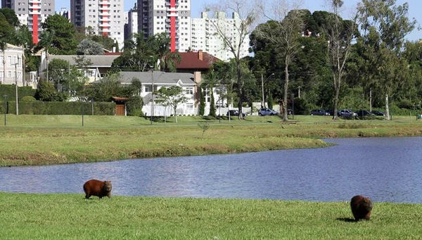 Curitiba por Reprodução