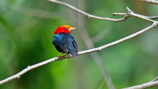 Parece só uma dança, mas cada movimento tem um propósito por Luiz Lapa/ Wikimedia Commons