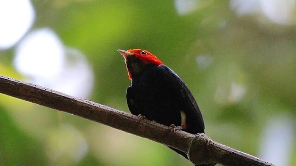 Pequeno, ágil e preciso, nada ali acontece por acaso por Charles J. Sharp/ Wikimedia Commons