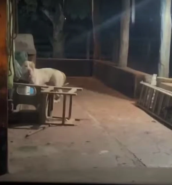 Pitbull atacou a dona por Reprodução