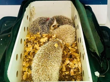 Imagem - Ouriços exóticos são resgatados durante transporte irregular na Bahia