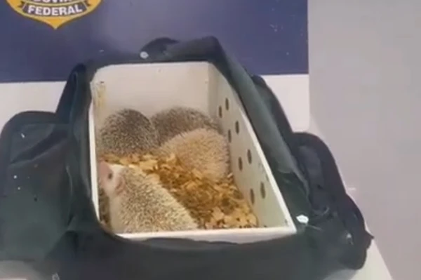 Ouriços exóticos são apreendidos pela PRF por Reprodução