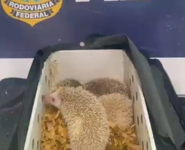Ouriços exóticos são apreendidos pela PRF por Reprodução