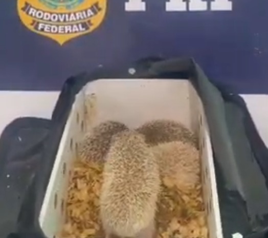 Ouriços exóticos são apreendidos pela PRF por Reprodução