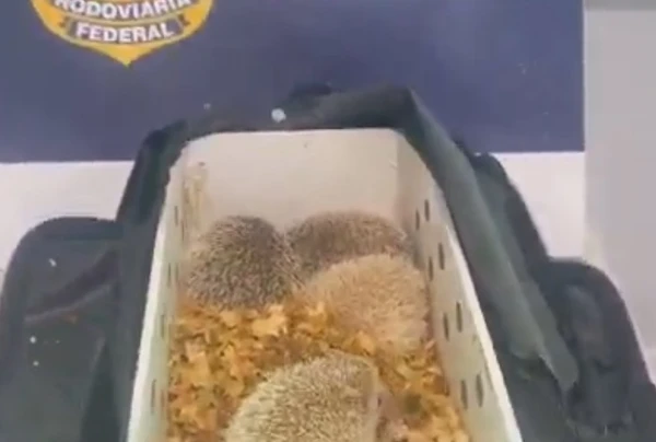 Ouriços exóticos são apreendidos pela PRF por Reprodução