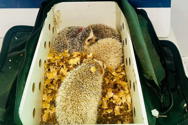 Ouriços exóticos são apreendidos pela PRF