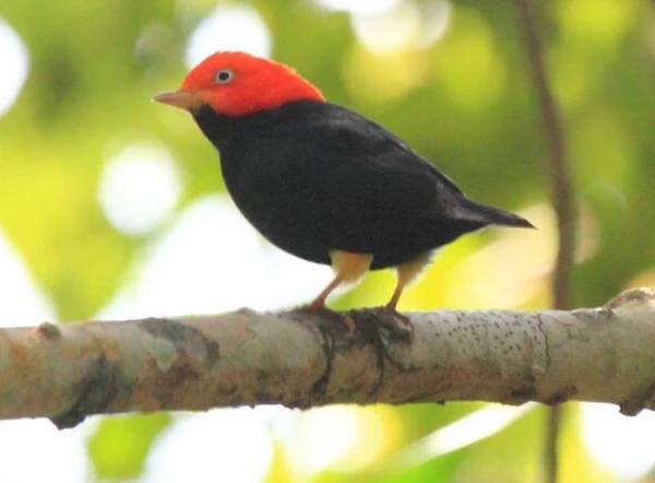Pequeno pássaro transforma galhos em palco por Wikimedia Commons 