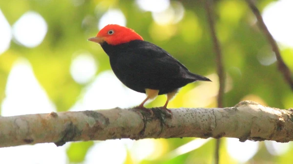 Pequeno pássaro transforma galhos em palco por Wikimedia Commons 