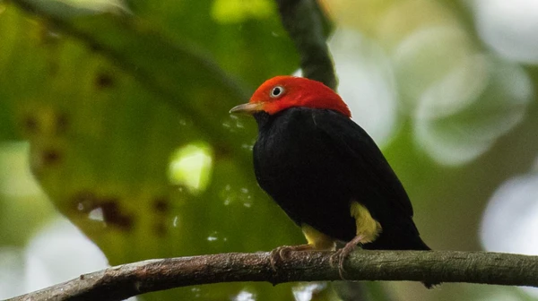 Pequeno pássaro transforma galhos em palco por Wikimedia Commons 