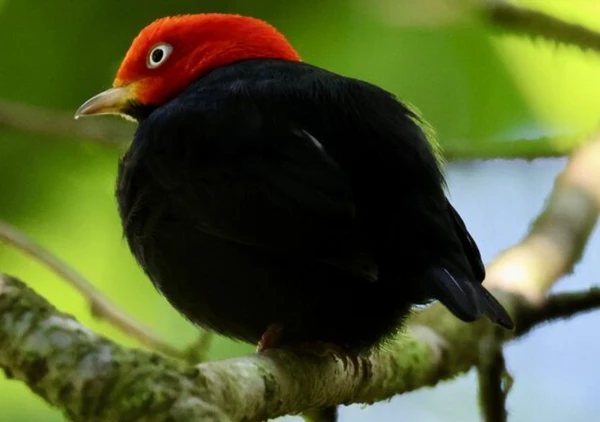 Pequeno pássaro transforma galhos em palco por Wikimedia Commons 