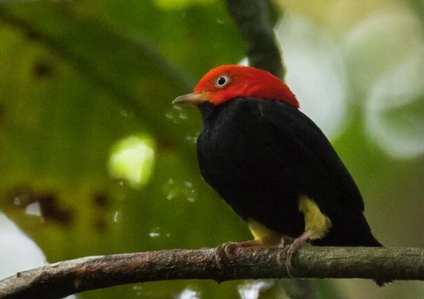 Pequeno pássaro transforma galhos em palco por Wikimedia Commons 