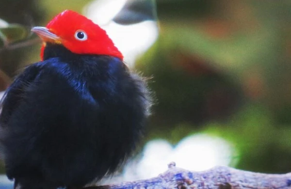 Pequeno pássaro transforma galhos em palco por Wikimedia Commons 