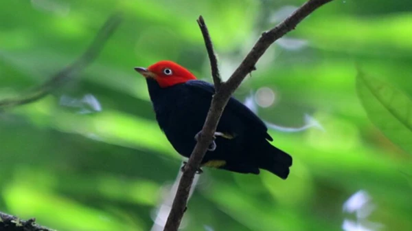 Pequeno pássaro transforma galhos em palco por Wikimedia Commons 