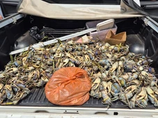 Imagem - Mais de 1,5 mil animais silvestres são apreendidos durante operação na Bahia