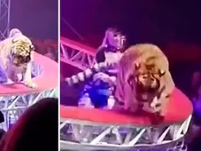 Imagem - Tigre escapa de atração no circo e causa pânico ao saltar para a plateia