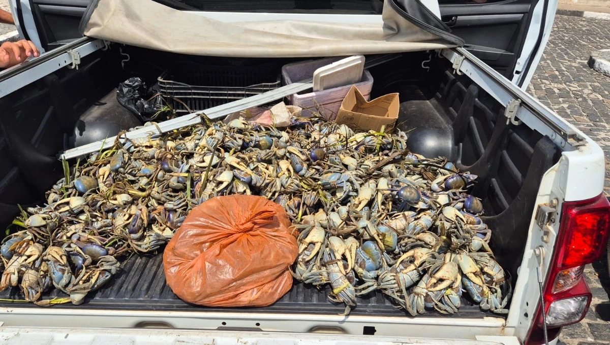 Caranguejos e guaiamuns seriam comercializados nos municípios de Valença e Ituberá, na região do Baixo Sul baiano