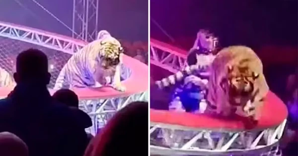 Tigre escapa de atração no circo e causa pânico ao saltar para a plateia