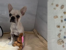 Imagem - Cachorrinha come 55 pedras de crack da tutora e é internada em estado grave