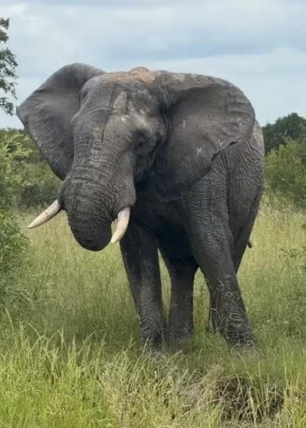 Dono de safári que dizia preferir a morte a matar um elefante morre pisoteado pelo animal por Reprodução