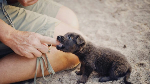 Entenda como pequenos hábitos do dia a dia podem melhorar,  ou confundir, a comunicação com seu animal